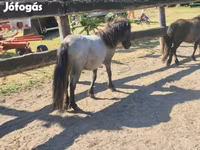 Klisna, Shetland Pony — foto 3
