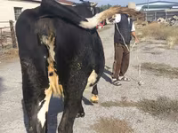 Vacă, Russian Black pied cattle — foto 7