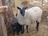 Får, Romanov sheep — foto 2