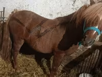 Cavallo, Cavalli — foto 6