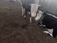 Бух, Russian Black pied cattle — 7 зураг