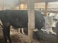 Býk, Latvian Blue cattle — foto 6