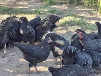 Chickens — foto 4
