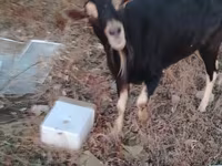 ወንድ ፍየል, Alpine goat — ፎቶ 1