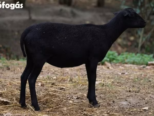 Ovce, Cameroon sheep