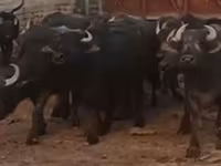 Sapi (batch, jenis kelamin tidak disebutkan), African Buffalo — foto 1