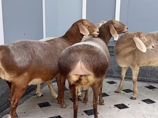ஆண் ஆடு, ஆடுகள்
