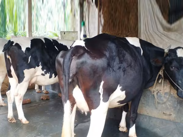 Cow, Holstein breed — Bangladesh