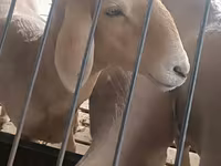 Խոյ, Arashan sheep — լուսանկար 1