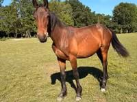 Cavalo, Kisber felver — foto 3
