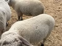 قوچ, Tsigai sheep — عکس 2