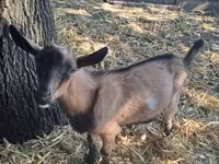 Buk, Alpine goat — foto 1