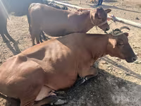 گاو ماده, گاو — عکس 6