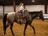 اسب نر, Quarter Horse — عکس 5