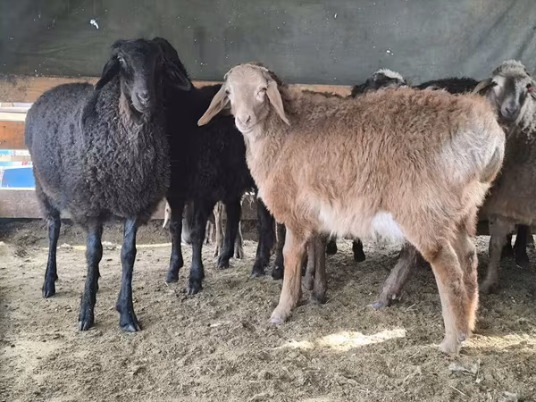 Hissar sheep