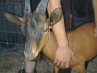 ஆண் வெள்ளாடு, Alpine goat — புகைப்படம் 1