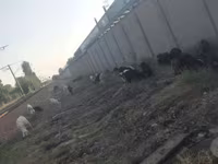 بز ماده, بز — عکس 3