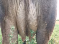 گاو ماده, Swiss cattle — عکس 3