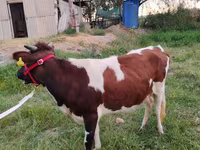 Ko, Simmental cattle — foto 1