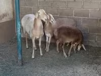 Får, Arashan sheep — foto 1