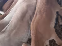 Бик, Simmental cattle — снимка 1