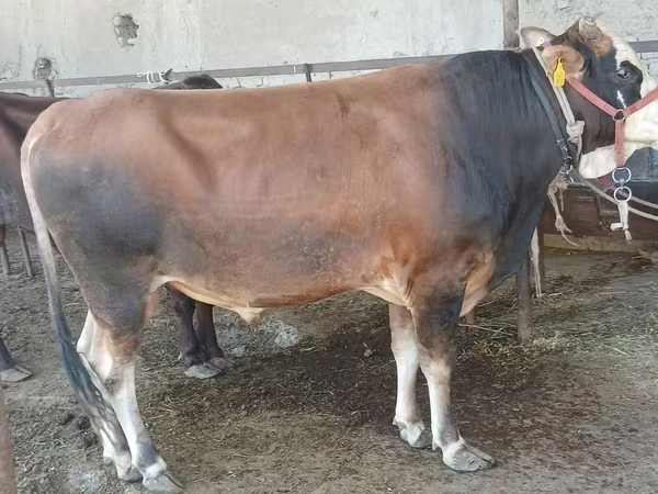 گاو نر, Swiss cattle — ازبکستان