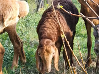 Får, Rhon sheep — foto 2