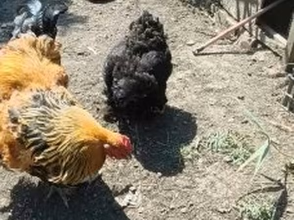 Brahma
