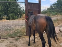 Hengst, Thoroughbred horse — Foto 5