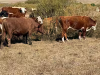 காளை, ஹெரெஃபோர்ட் — புகைப்படம் 3