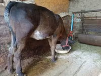 گائے, Swiss cattle — تصویر 5
