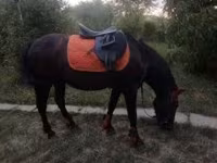 Cavalo, Hucul pony — foto 6