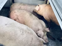 አሳማዎች (ቡድን፣ ጾታ አልተጠቀሰም), Pigs — ፎቶ 1