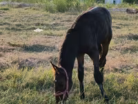 Faras, Arabian horse — sawirka 3