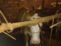 Krava, Simmental cattle — foto 2