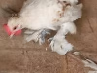 Chickens — الصورة 5