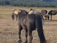 Faras, New Altai Horse — sawirka 3