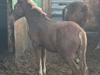 Kuda betina, Horses — foto 3