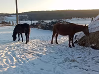 Kuda betina, Horses — foto 2