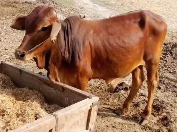 Bull, Cattle
