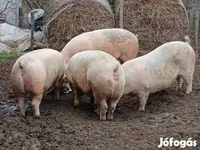 Cinghiale, Maiali — foto 6