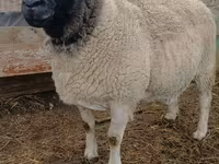 Kambing jantan, Sheep — foto 2