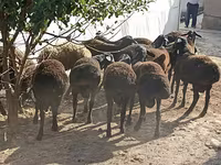Ovce (šarže, pohlaví neuvedeno), Tajik sheep — foto 1