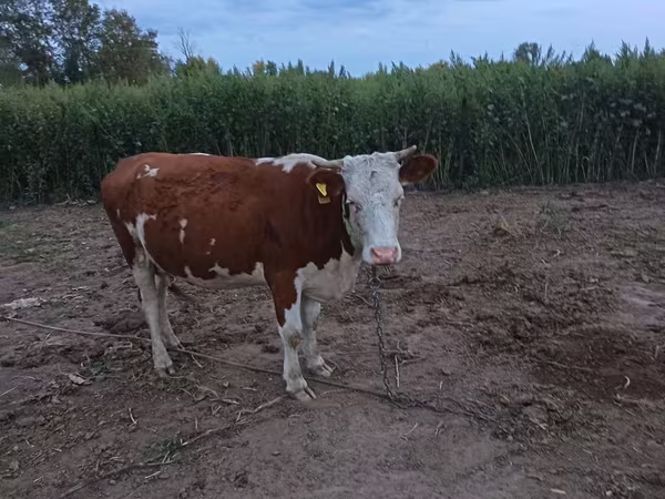 Krava, Simmental cattle