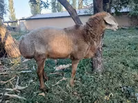 Овен, Arashan sheep — снимка 2