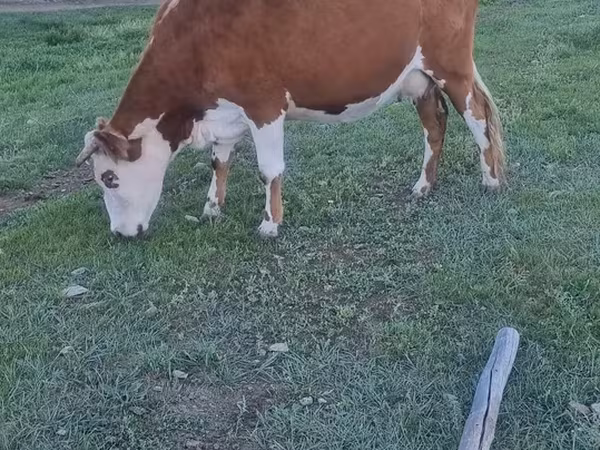 Vacă, Bovine — Mongolia