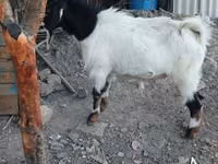 बकरा, Beetal goats — फ़ोटो 6