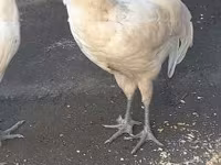 Australorp — foto 3