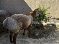مینڈھا, بھیڑیں — تصویر 2