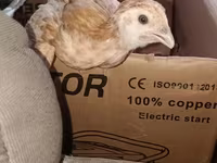 Chickens — fotografija 2